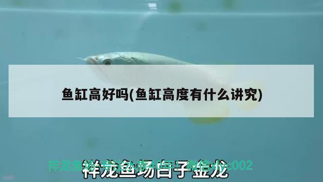 魚缸高好嗎(魚缸高度有什么講究)