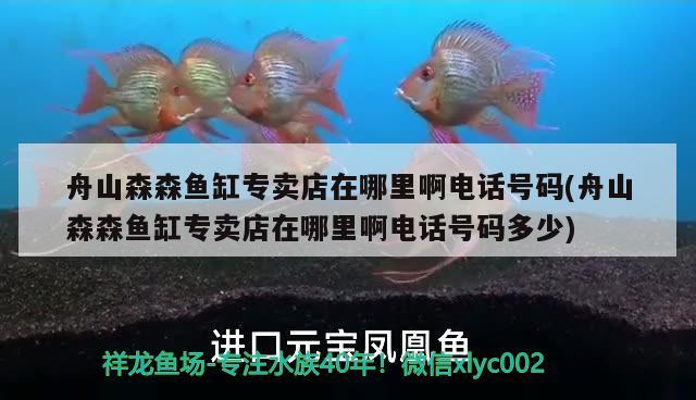 舟山森森魚缸專賣店在哪里啊電話號碼(舟山森森魚缸專賣店在哪里啊電話號碼多少) 黃寬帶蝴蝶魚