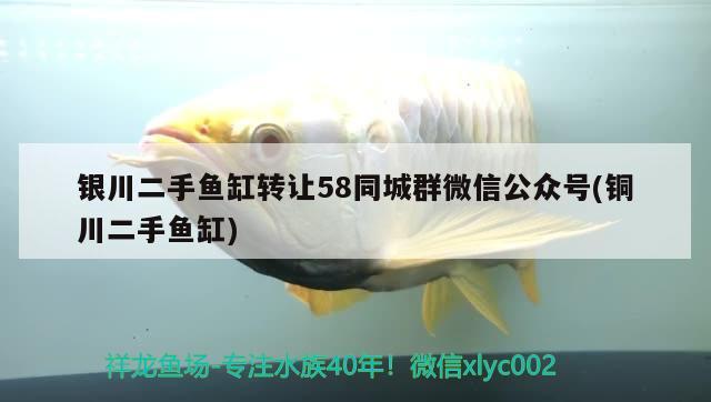 銀川二手魚缸轉(zhuǎn)讓58同城群微信公眾號(銅川二手魚缸) 白子銀版魚