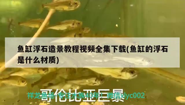 魚缸浮石造景教程視頻全集下載(魚缸的浮石是什么材質(zhì)) 噴點菠蘿魚