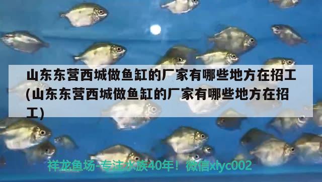 山東東營西城做魚缸的廠家有哪些地方在招工(山東東營西城做魚缸的廠家有哪些地方在招工) 銀龍魚