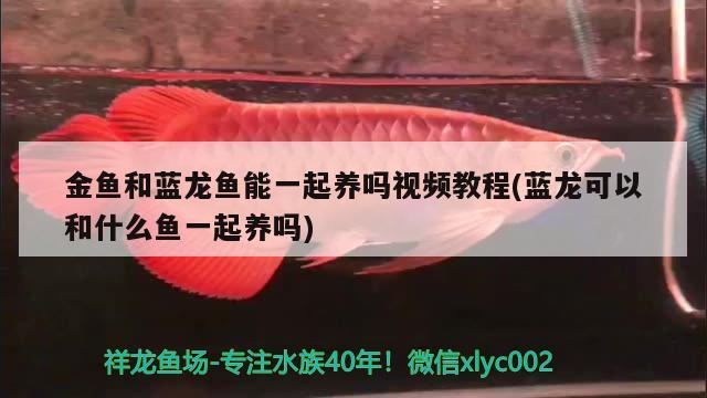 金魚和藍龍魚能一起養(yǎng)嗎視頻教程(藍龍可以和什么魚一起養(yǎng)嗎) 斑馬鴨嘴魚