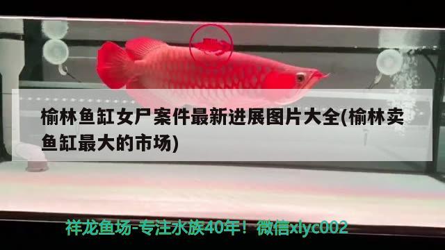 榆林魚(yú)缸女尸案件最新進(jìn)展圖片大全(榆林賣(mài)魚(yú)缸最大的市場(chǎng)) 金頭過(guò)背金龍魚(yú)