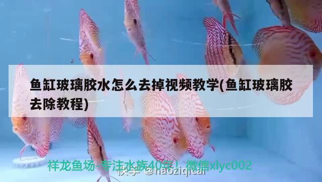 魚缸玻璃膠水怎么去掉視頻教學(xué)(魚缸玻璃膠去除教程) 虎魚百科