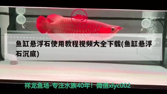 魚(yú)缸懸浮石使用教程視頻大全下載(魚(yú)缸懸浮石沉底) 泰國(guó)虎魚(yú)（泰虎）