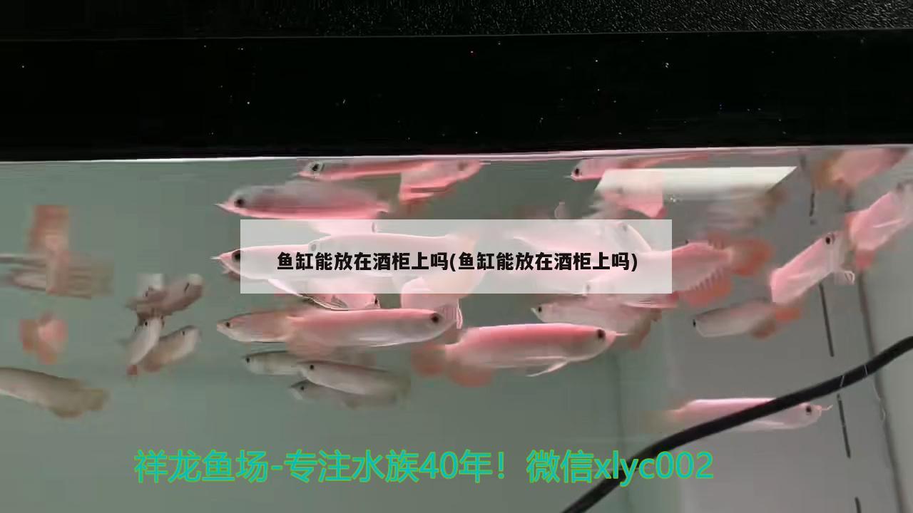 魚缸能放在酒柜上嗎(魚缸能放在酒柜上嗎) 黃金斑馬魚