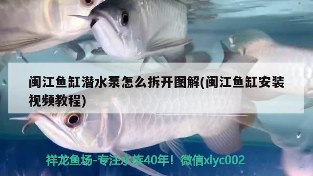 閩江魚缸潛水泵怎么拆開圖解(閩江魚缸安裝視頻教程) 養(yǎng)魚知識