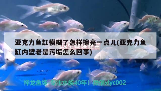 亞克力魚缸模糊了怎樣擦亮一點兒(亞克力魚缸內(nèi)壁老是污垢怎么回事) 喂食器