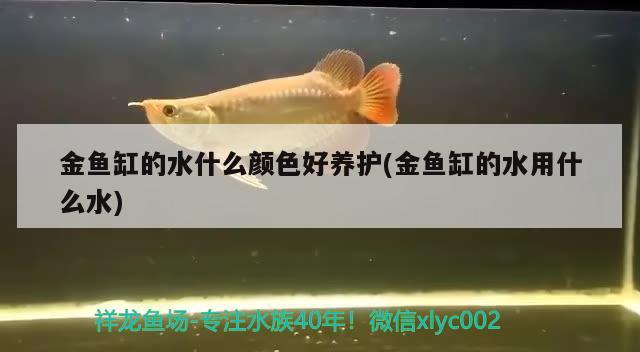 金魚缸的水什么顏色好養(yǎng)護(hù)(金魚缸的水用什么水)