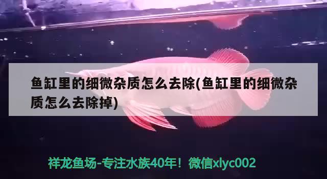 魚缸里的細(xì)微雜質(zhì)怎么去除(魚缸里的細(xì)微雜質(zhì)怎么去除掉)