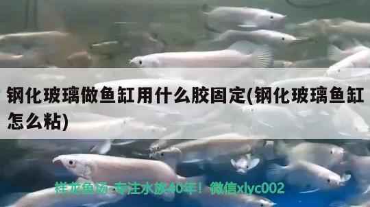 鋼化玻璃做魚缸用什么膠固定(鋼化玻璃魚缸怎么粘)