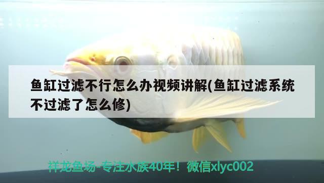 魚缸過(guò)濾不行怎么辦視頻講解(魚缸過(guò)濾系統(tǒng)不過(guò)濾了怎么修) 魚缸水泵