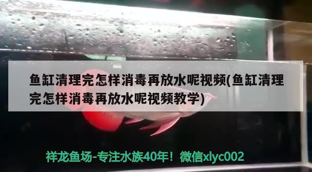 魚缸清理完怎樣消毒再放水呢視頻(魚缸清理完怎樣消毒再放水呢視頻教學(xué))