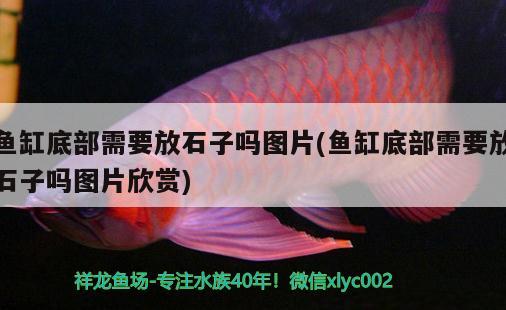 魚缸底部需要放石子嗎圖片(魚缸底部需要放石子嗎圖片欣賞) 黑水素