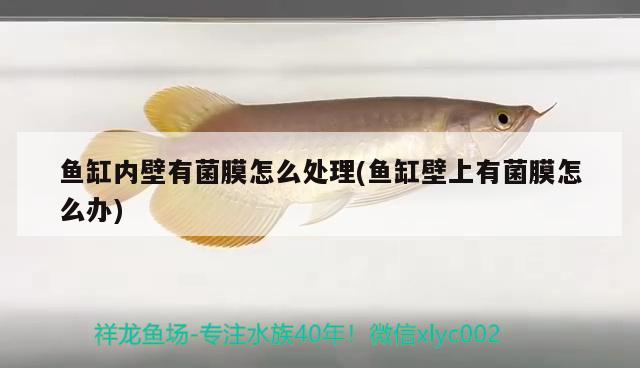 魚缸內(nèi)壁有菌膜怎么處理(魚缸壁上有菌膜怎么辦) 觀賞魚企業(yè)目錄