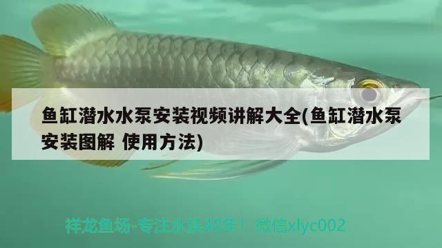 魚缸潛水水泵安裝視頻講解大全(魚缸潛水泵安裝圖解使用方法)