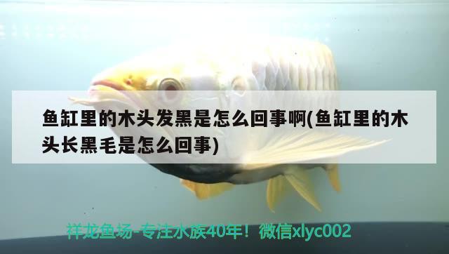 魚缸里的木頭發(fā)黑是怎么回事啊(魚缸里的木頭長黑毛是怎么回事) 白子銀龍魚苗