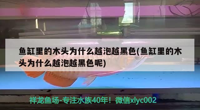 魚缸里的木頭為什么越泡越黑色(魚缸里的木頭為什么越泡越黑色呢) 女王大帆魚