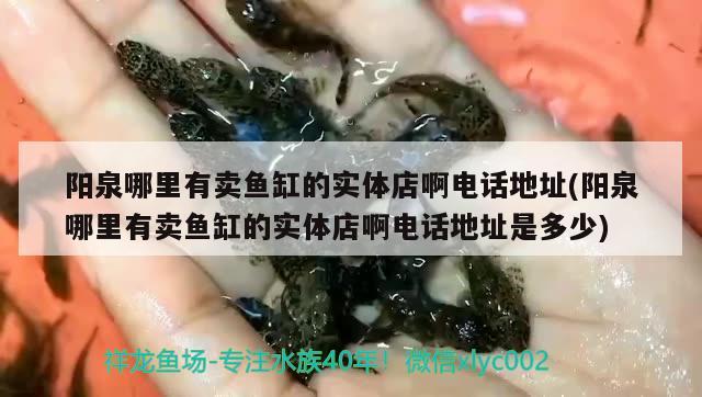 陽泉哪里有賣魚缸的實(shí)體店啊電話地址(陽泉哪里有賣魚缸的實(shí)體店啊電話地址是多少) 照明器材