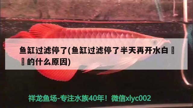 魚缸過濾停了(魚缸過濾停了半天再開水白濛濛的什么原因) 圣菲埃及魚