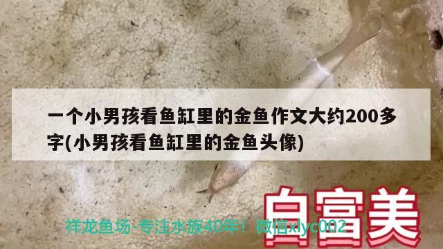 一個小男孩看魚缸里的金魚作文大約200多字(小男孩看魚缸里的金魚頭像)