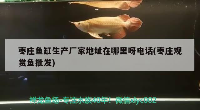 棗莊魚缸生產(chǎn)廠家地址在哪里呀電話(棗莊觀賞魚批發(fā)) 觀賞魚批發(fā)