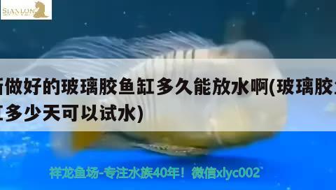 新做好的玻璃膠魚缸多久能放水啊(玻璃膠魚缸多少天可以試水)