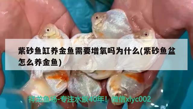 紫砂魚缸養(yǎng)金魚需要增氧嗎為什么(紫砂魚盆怎么養(yǎng)金魚)