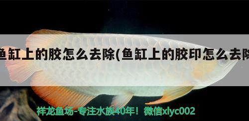 魚缸上的膠怎么去除(魚缸上的膠印怎么去除) 金老虎魚