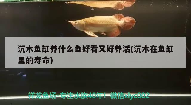 沉木魚缸養(yǎng)什么魚好看又好養(yǎng)活(沉木在魚缸里的壽命) 充氧泵