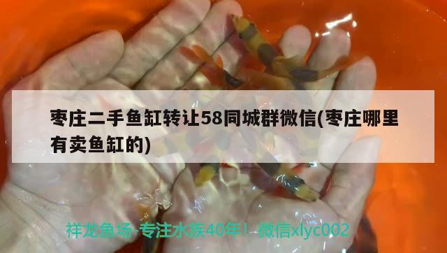 棗莊二手魚缸轉(zhuǎn)讓58同城群微信(棗莊哪里有賣魚缸的) 白子關(guān)刀魚苗