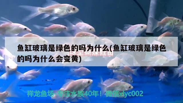 魚缸玻璃是綠色的嗎為什么(魚缸玻璃是綠色的嗎為什么會變黃)