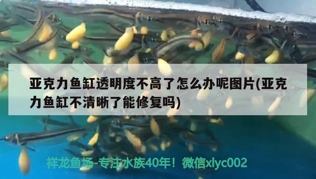 亞克力魚缸透明度不高了怎么辦呢圖片(亞克力魚缸不清晰了能修復(fù)嗎) 細(xì)線銀版魚