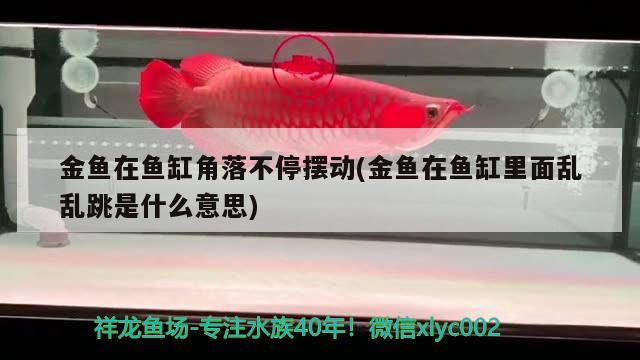 金魚在魚缸角落不停擺動(dòng)(金魚在魚缸里面亂亂跳是什么意思)