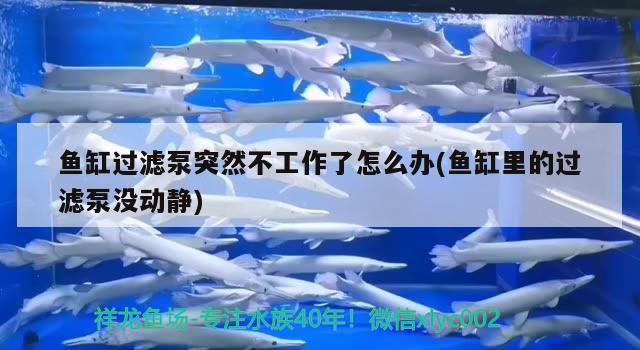 魚缸過濾泵突然不工作了怎么辦(魚缸里的過濾泵沒動靜) 黑白雙星