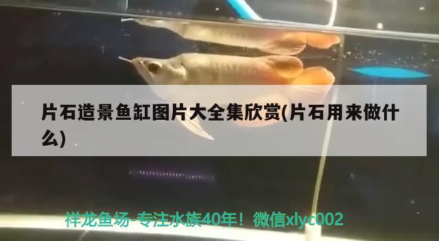 片石造景魚缸圖片大全集欣賞(片石用來做什么) 祥龍金禾金龍魚