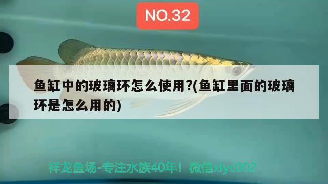 魚缸中的玻璃環(huán)怎么使用?(魚缸里面的玻璃環(huán)是怎么用的)