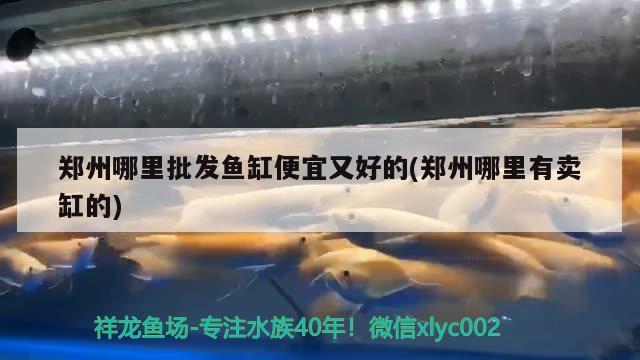 鄭州哪里批發(fā)魚缸便宜又好的(鄭州哪里有賣缸的)