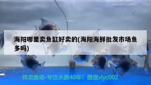 海陽哪里賣魚缸好賣的(海陽海鮮批發(fā)市場魚多嗎) 廣州祥龍國際水族貿(mào)易