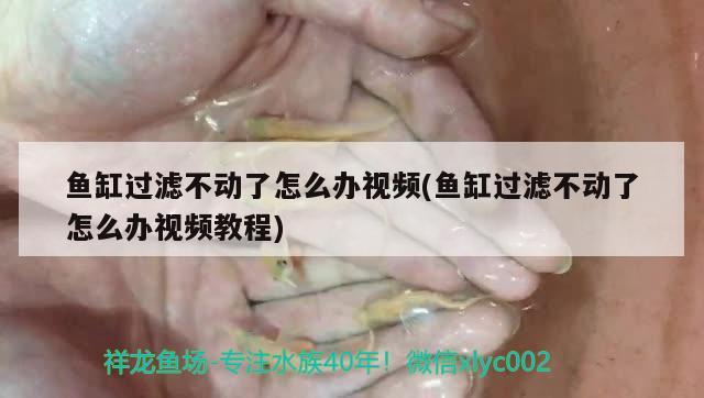 魚缸過濾不動了怎么辦視頻(魚缸過濾不動了怎么辦視頻教程) 粗線銀版魚苗