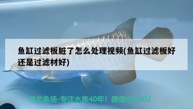 魚缸過濾板臟了怎么處理視頻(魚缸過濾板好還是過濾材好) 水溫計