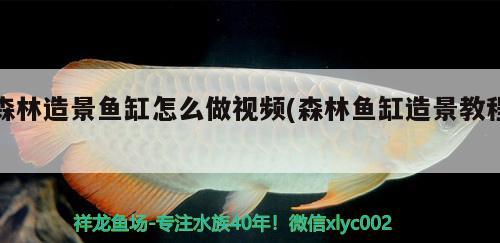 森林造景魚缸怎么做視頻(森林魚缸造景教程) 狗仔招財(cái)貓魚