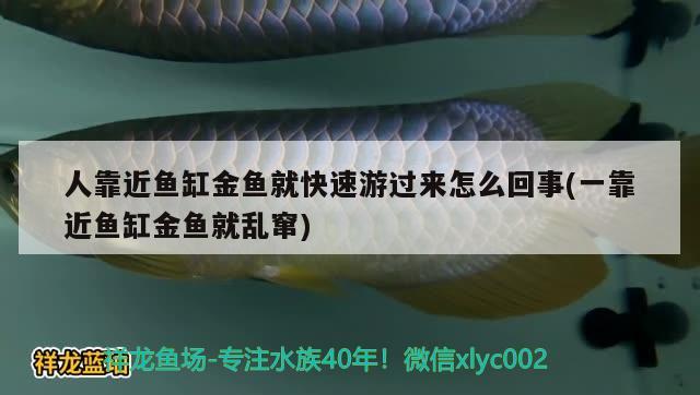 人靠近魚缸金魚就快速游過來怎么回事(一靠近魚缸金魚就亂竄) 薩伊藍(lán)魚