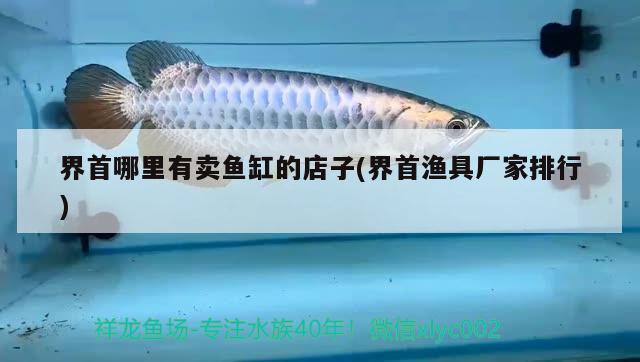 界首哪里有賣魚(yú)缸的店子(界首漁具廠家排行) 大白鯊魚(yú)苗