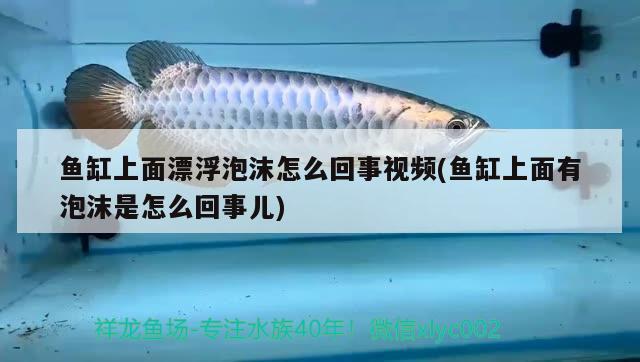 魚缸上面漂浮泡沫怎么回事視頻(魚缸上面有泡沫是怎么回事兒) 南美異型魚