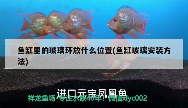 魚缸里的玻璃環(huán)放什么位置(魚缸玻璃安裝方法)