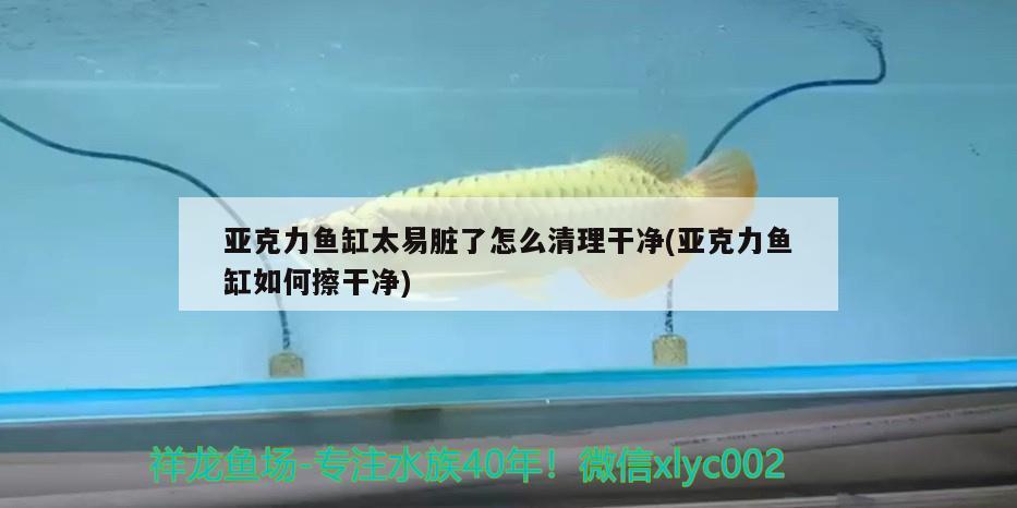 亞克力魚缸太易臟了怎么清理干凈(亞克力魚缸如何擦干凈)