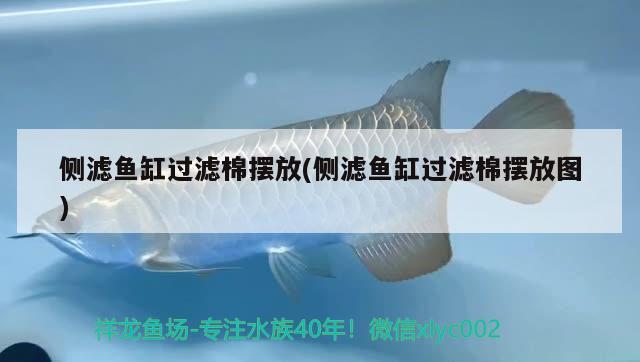 側(cè)濾魚缸過濾棉擺放(側(cè)濾魚缸過濾棉擺放圖)