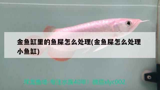 金魚缸里的魚屎怎么處理(金魚屎怎么處理小魚缸) 溫控設(shè)備