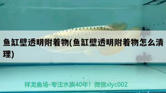 魚缸壁透明附著物(魚缸壁透明附著物怎么清理)